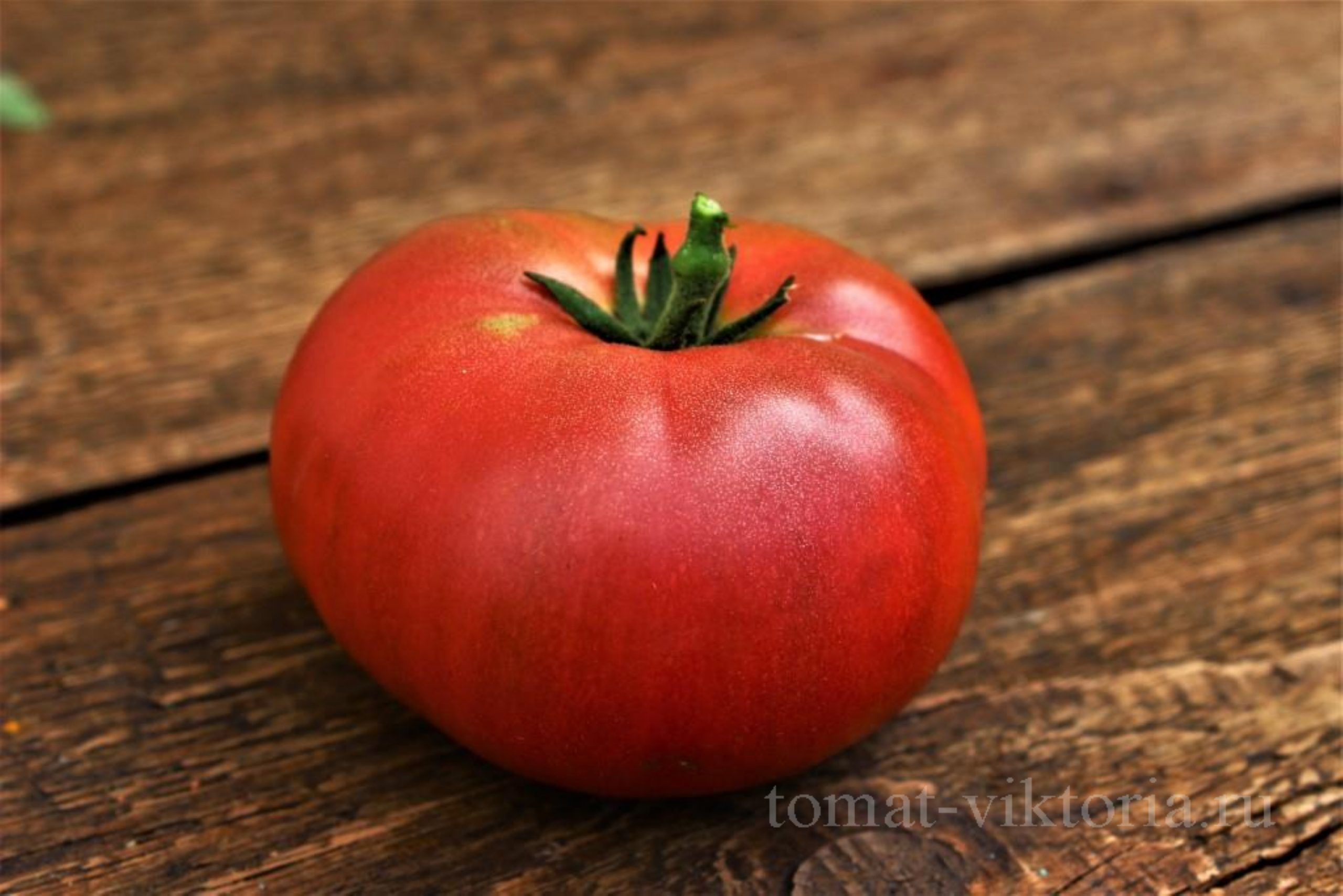 мгла винса томат