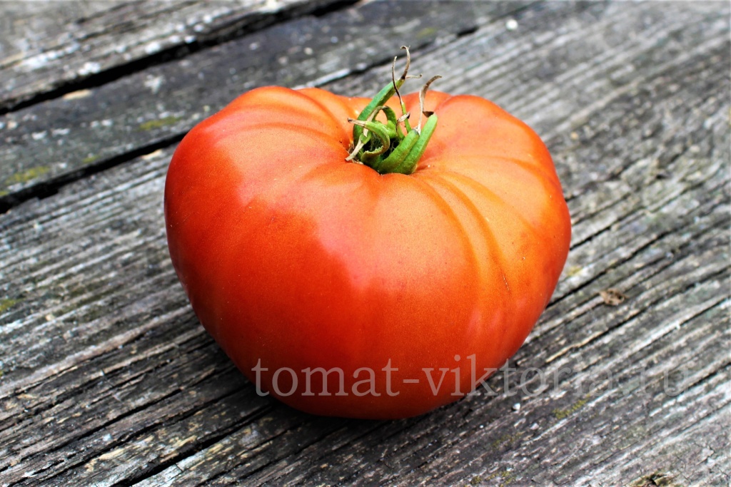 Толстой семена томат. Томат толстой f1. Томат полосатые щечки.