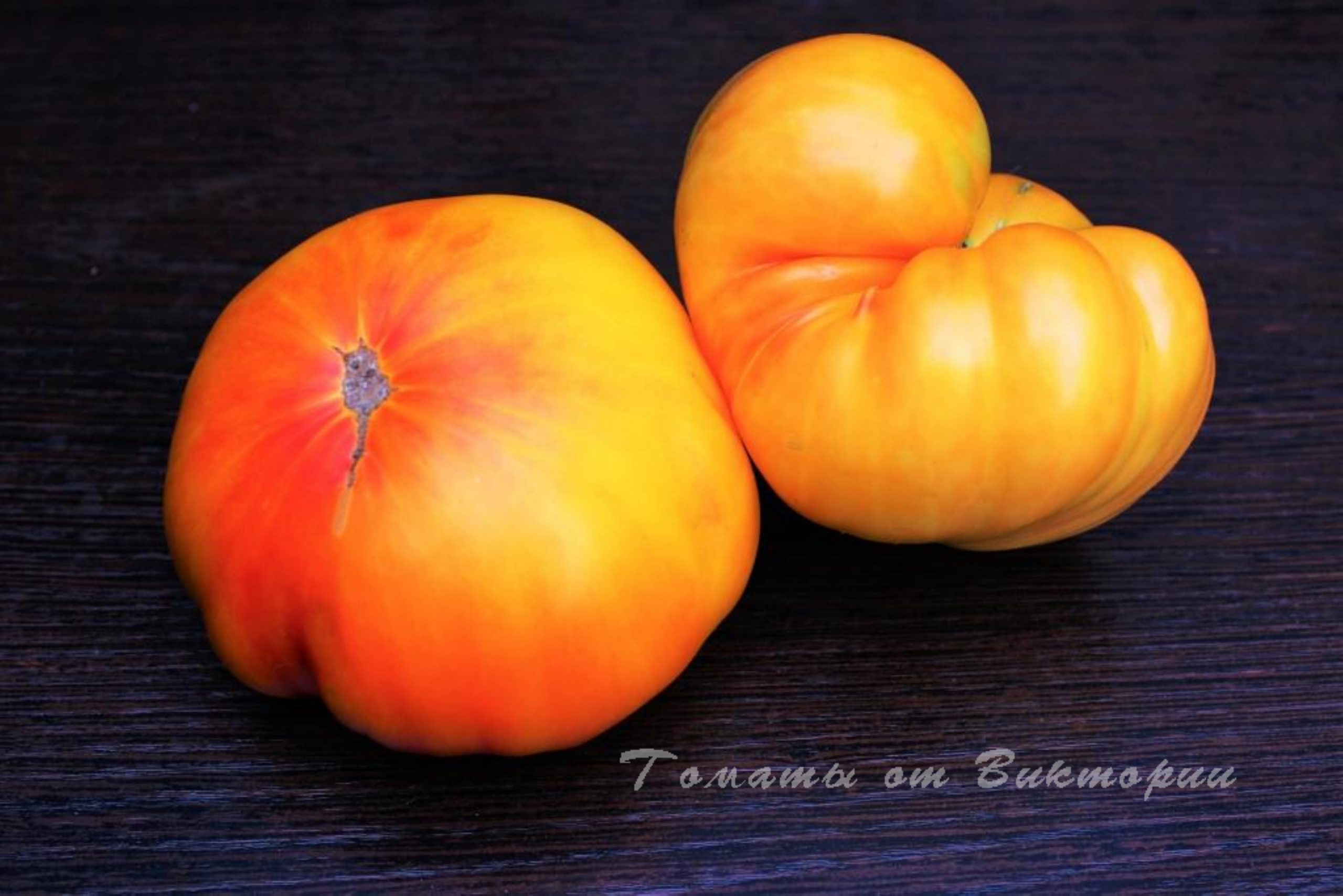 томат звезда техаса описание сорта фото отзывы