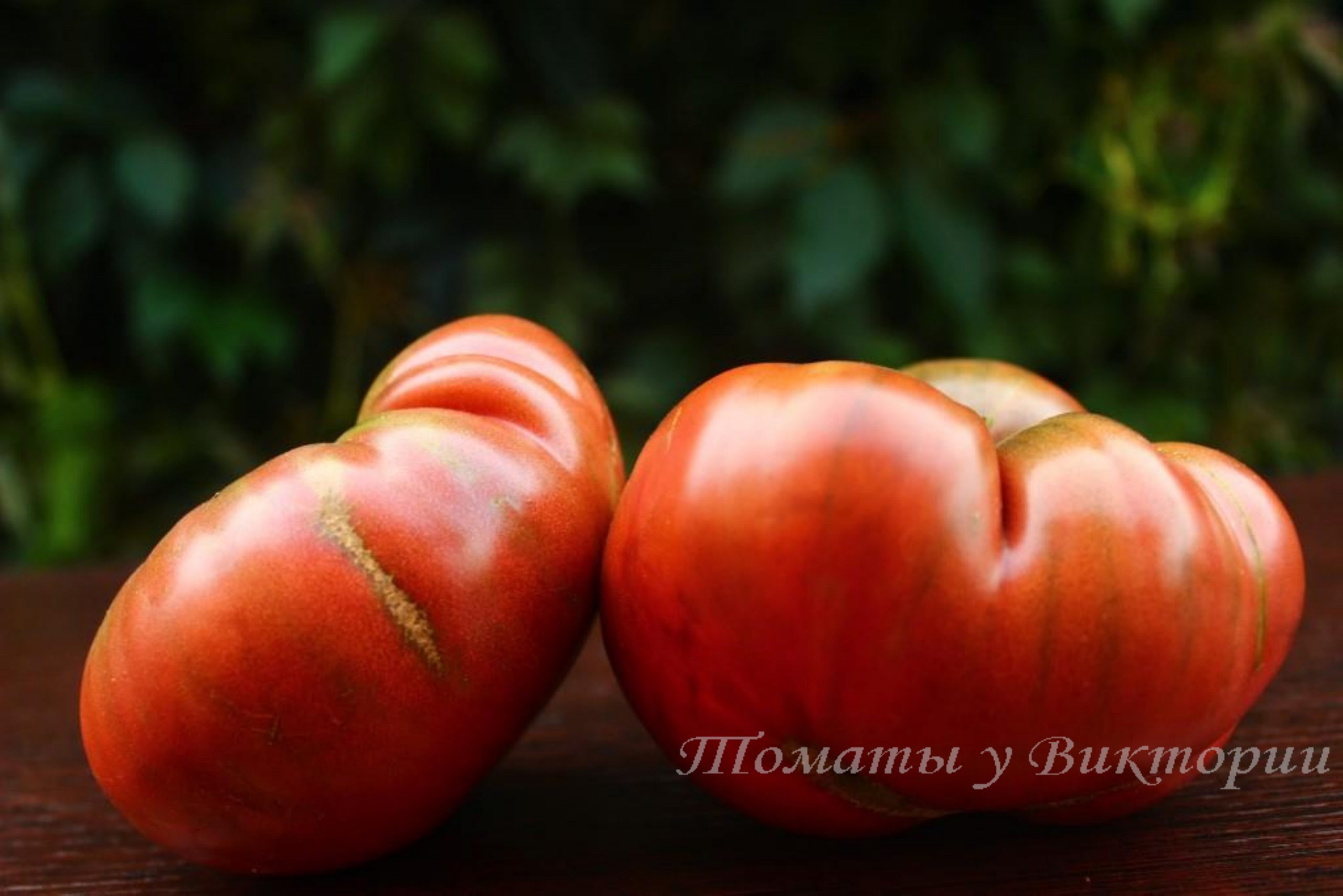 Томат петух характеристика. Сорта томатов Виталия Алифирова. Томат ивутянский великан. Томат оранжевый Габбана.